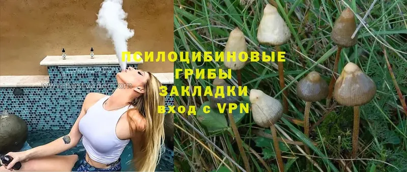 Псилоцибиновые грибы Psilocybe Ельня